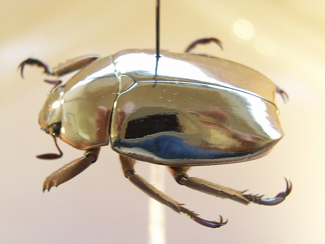 Photograph of a jewel scarab