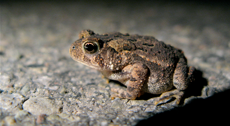 File:Chubby Toadlet (6010976984).png