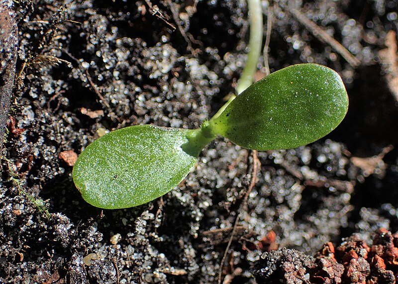 File:Cirsium oleraceum kz02.jpg