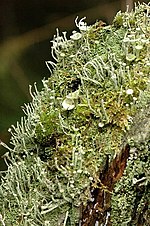 Thumbnail for Cladonia coniocraea