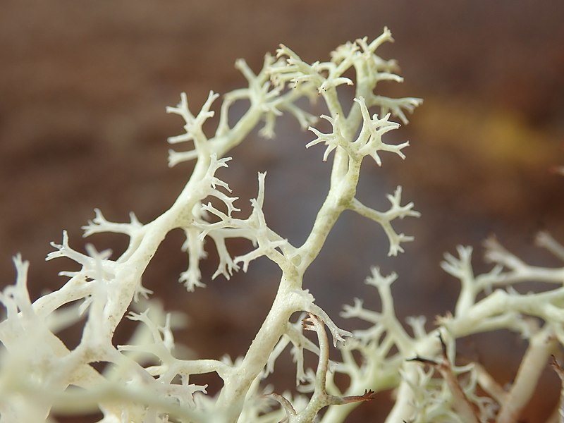 File:Cladonia arbuscula mitis 111916890.jpg