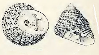 <i>Clanculus robertsi</i> Species of gastropod