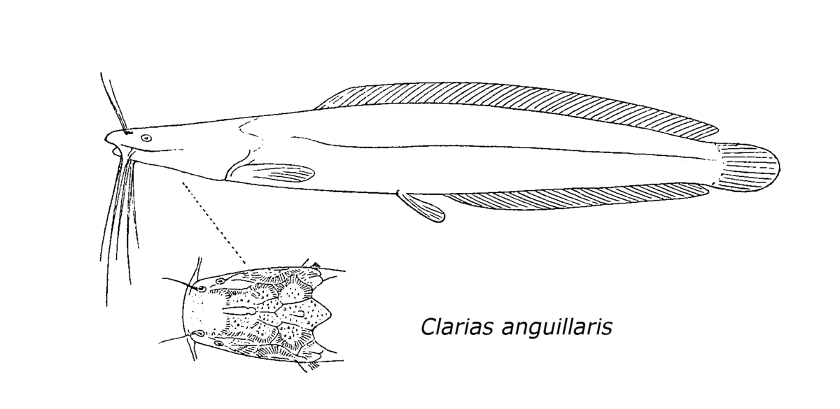 Clarias anguillaris là loại cá không chỉ có hình dáng độc đáo mà còn có giá trị kinh tế cao. Nếu bạn muốn khám phá thêm về loài cá này, hãy xem hình ảnh liên quan đến từ khóa này.