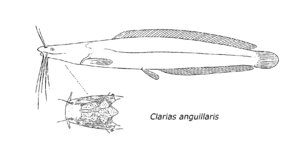 Clarias anguillaris.png