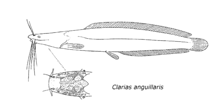 Clarias anguillaris.png