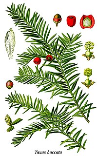 Die Eiben (Taxus) bilden eine 