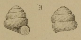 Pyramidula jaenensis