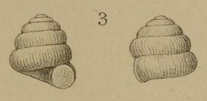 Pyramidula jaenensis (Clessin 1882: Plate 4, Fig. 3, holotype [1])