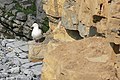 Tebing di Tresilian Bay dengan Herring Gull - geograph.org.inggris - 849392.jpg