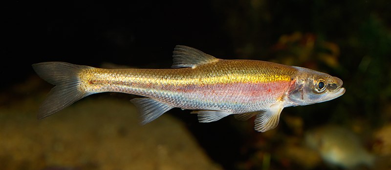 File:Clinostomus elongatus - Wilhelma 01.jpg