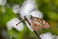 * Nomination: Close wing basking position of Tirumala limniace (Cramer, 1775) - Blue Tiger (Male) --ManaskaMukhopadhyay 03:39, 9 August 2022 (UTC) * Review Nice composition, but the green colour fringes are disturbing. --JoachimKohler-HB 12:24, 9 August 2022 (UTC) yes, needs more work --Charlesjsharp 10:36, 15 August 2022 (UTC)