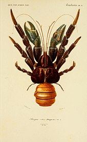 Coconut crab - Wikipedia