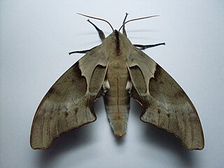 <i>Coequosa australasiae</i> Species of moth