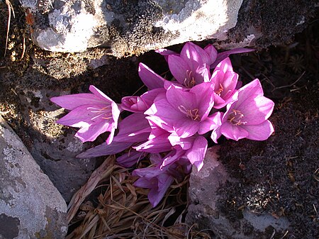 Colchicum feinbruniae 2.JPG