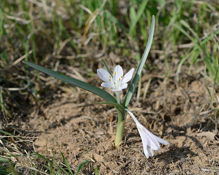 File:Colchicum ritchii 1.jpg