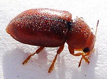 Coleoptera - Coccidula rufa (2927245243) .jpg