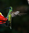 Hummingbird thalassinus-4.jpg