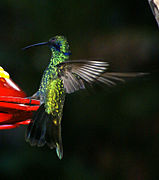 Colibri thalassinus-4.jpg