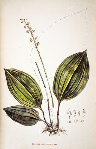 <i>Collabium</i> Genus of orchids