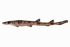 Description de l'image Collared carpetshark.jpg.