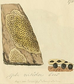 Coloured Figures of English Fungi or Mushrooms - t. 275.jpg