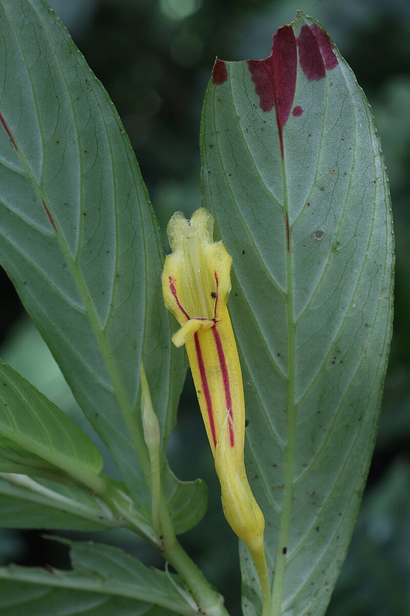 Gesneriaceae - Wikipedia