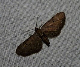 Eupithecia miserulata