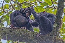 Common chimpanzees that are found in Kibale national park in Kamwenge district.