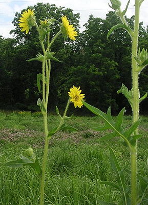 Compass plant.jpg