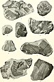 Contributions to the geology and paleontology of San Juan County, New Mexico (1916) (20690131315).jpg