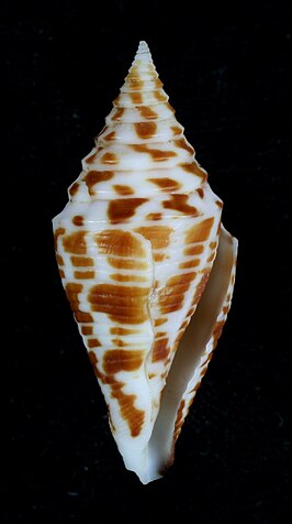 Conus andremenezi