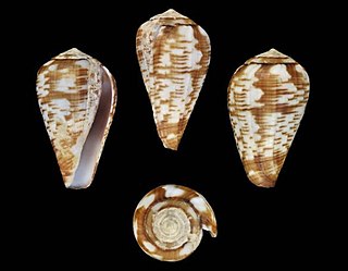 <i>Conus lobitensis</i> Species of sea snail