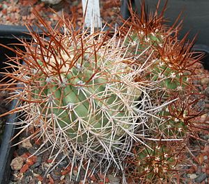 Copiapoa rubriflora.jpg