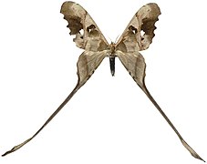 Copiopteryx jehovah（ヤママユガ科）, 仏領ギアナ