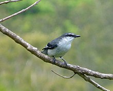 Coracina typica. Mauritius Cuckoo Shrike - Flickr - gailhampshire (1) .jpg