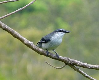 <span class="mw-page-title-main">Mauritius cuckooshrike</span> Species of bird