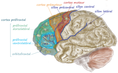 Lobe Frontal: Anatomie, Fonction, Dommages