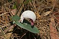 Corybas barbarae