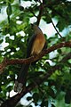 Ankarana NP, Madagascar