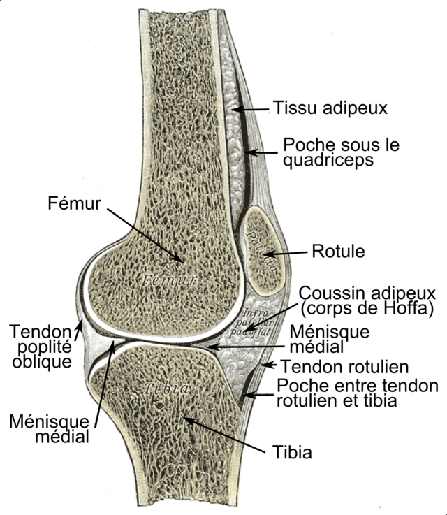 La artrosis de rodilla es la mayor causa de discapacidad en edad avanzada -  Surbone