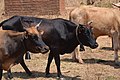 Cows in Zambia 08.jpg