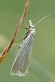 Crambus perlella