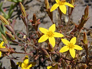 <i>Crassula dichotoma</i> Species of succulent flowering plant endemic to the Fynbos region