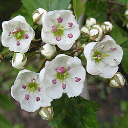 Crataegus-holmesiana.jpg