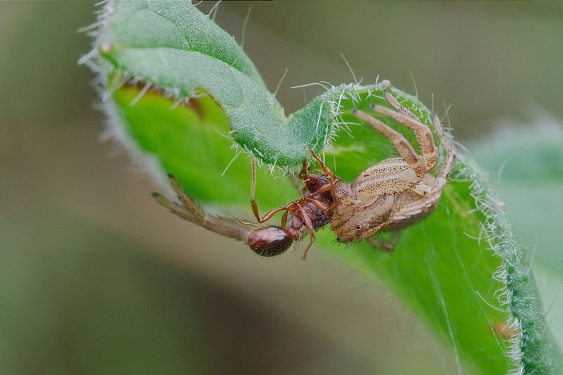 File:Creepy crawlies 2012 Ingelfingen (7735127034).jpg