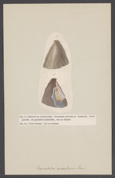 File:Crenatula - Print - Iconographia Zoologica - Special Collections University of Amsterdam - UBAINV0274 005 05 0013.tif