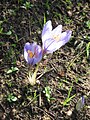 Crocus cancellatus04.jpg