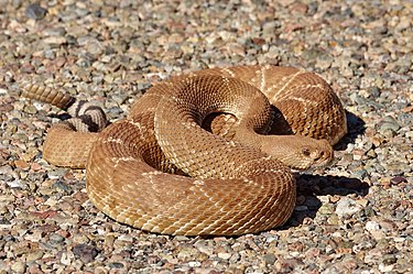 Red diamond rattlesnake (Crotalus ruber), a common reptile native to the desert Crotalus ruber 42613167.jpg