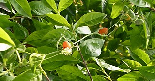 <i>Ctenolepis garcini</i> Species of flowering plant