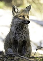 Young red fox near Rifugio Sapienza
